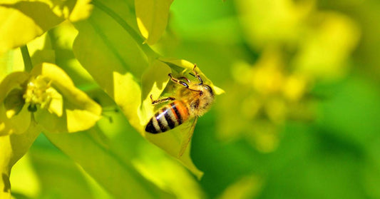 From Pollen to Honey: Inside the Amazing Life of a Honey Bee